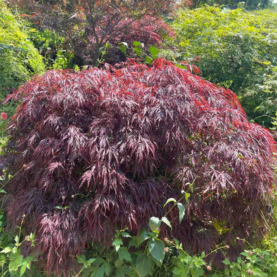 Red Weeping Japanese Maple Tree 