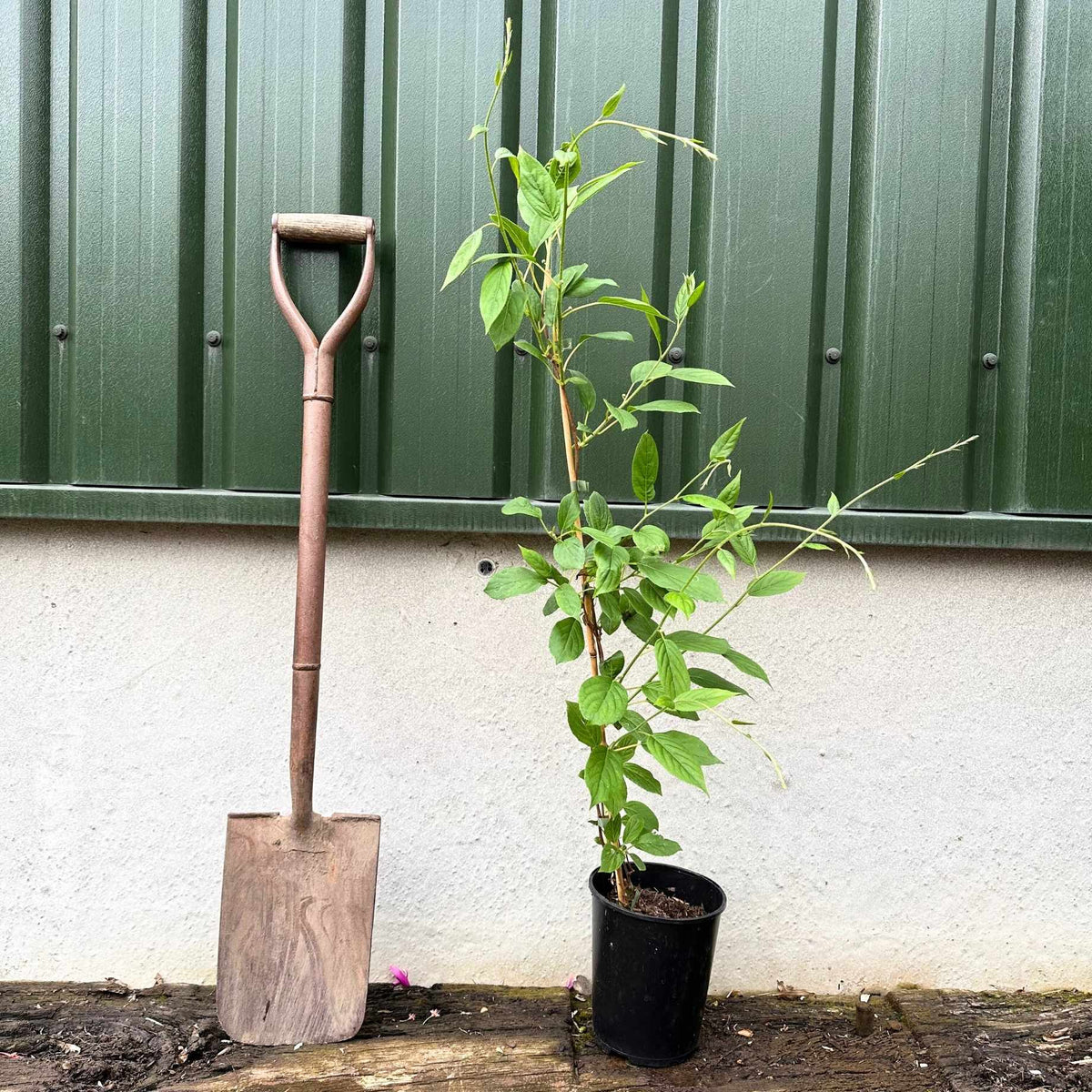 'Issai' Hardy Kiwi Plant - Roots Plants