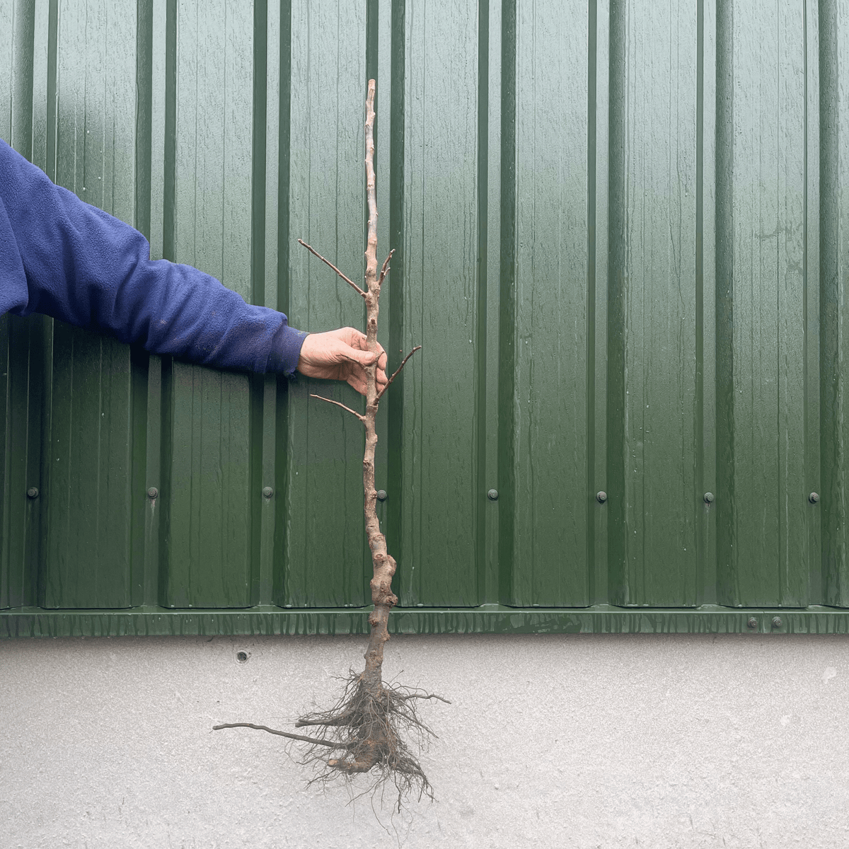 'Red Devil' Apple Tree – Roots Plants