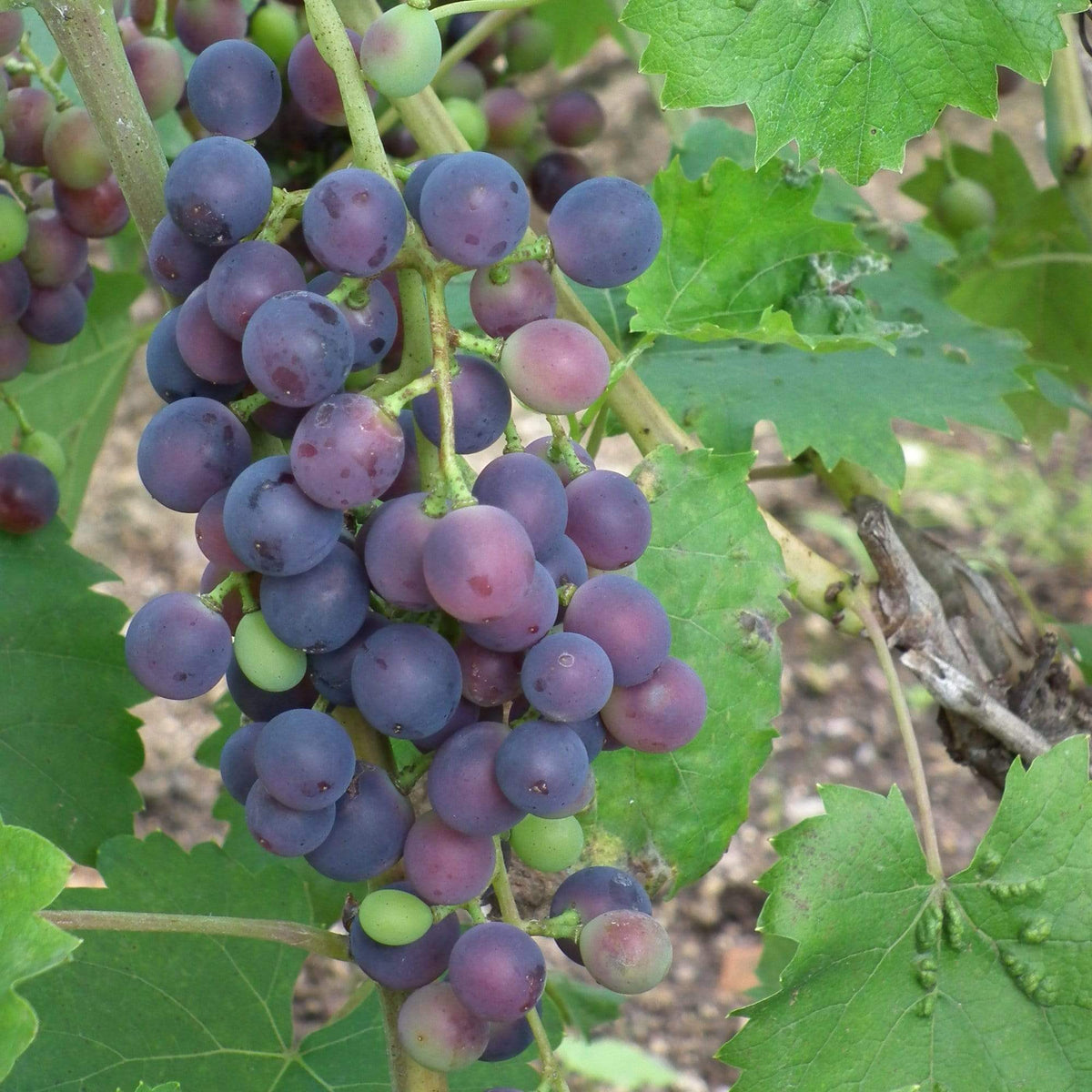 Muscat 2024 grape vines