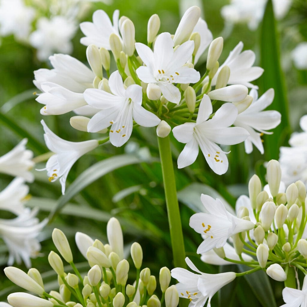 Agapanthus Bridal Bouquet Roots Plants 9352