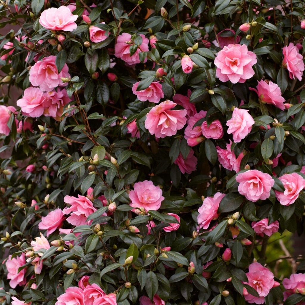 Camellia Japonica Triumphans Roots Plants