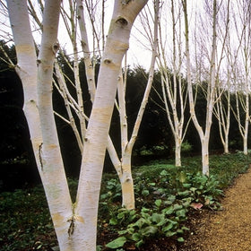 Anglesey Abbey