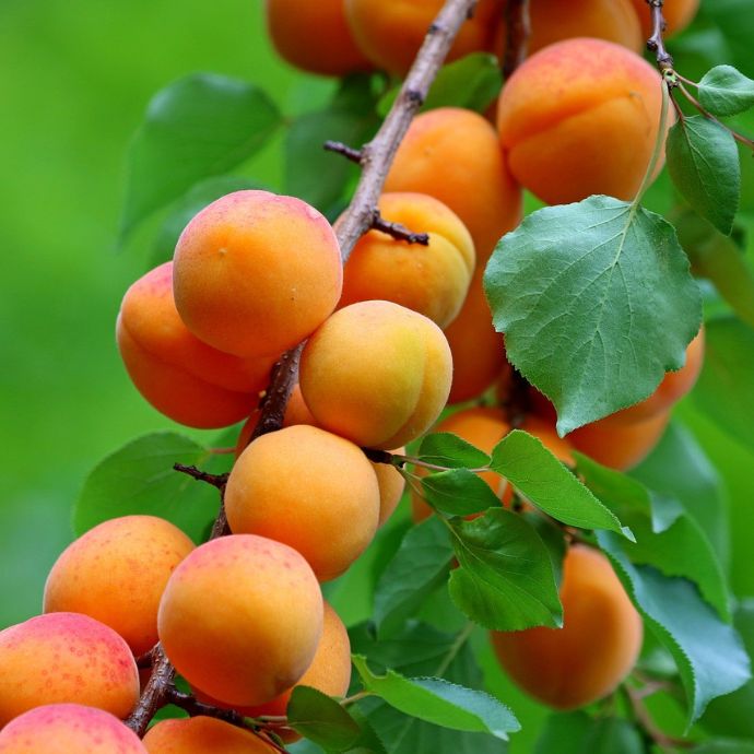 Are Apricots Good for You?