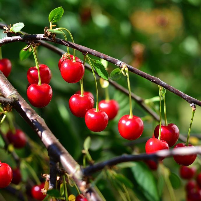 Are Cherries Good for You?