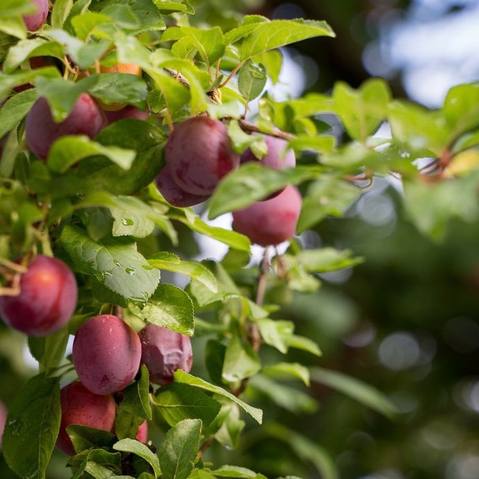 Are Plums Good for You?