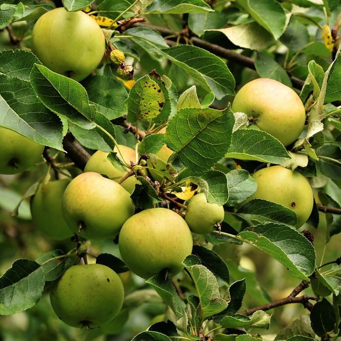 Best Apple Varieties: Which Variety Should You Choose?