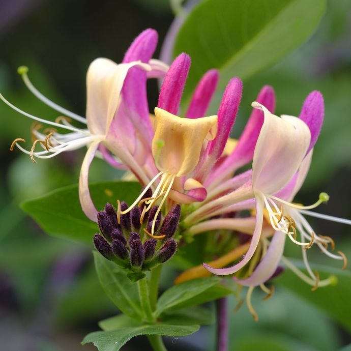 Best Honeysuckle Plants: A Buyer’s Guide