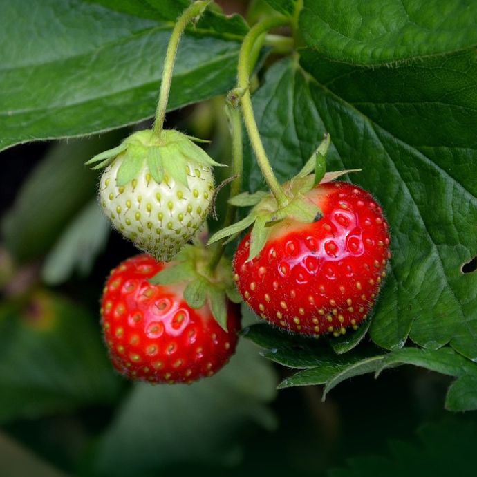 Best Strawberry Varieties to Grow in the UK