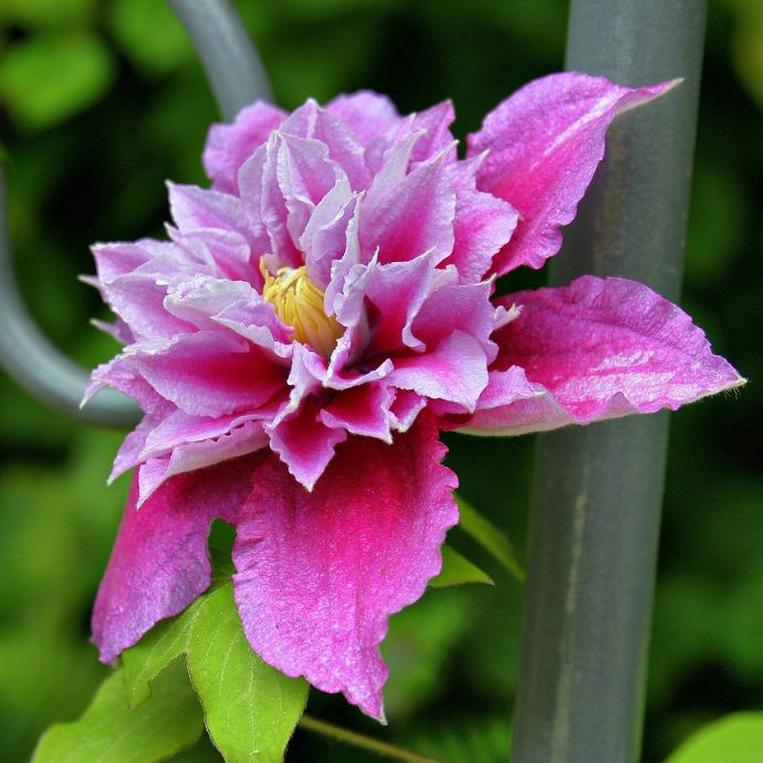 Clematis Varieties: Which is the Best Clematis for Your Garden?