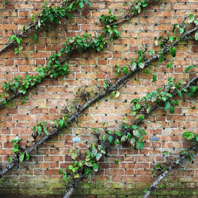 cordon apple trees