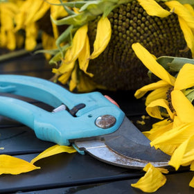 secateurs and sunflowers