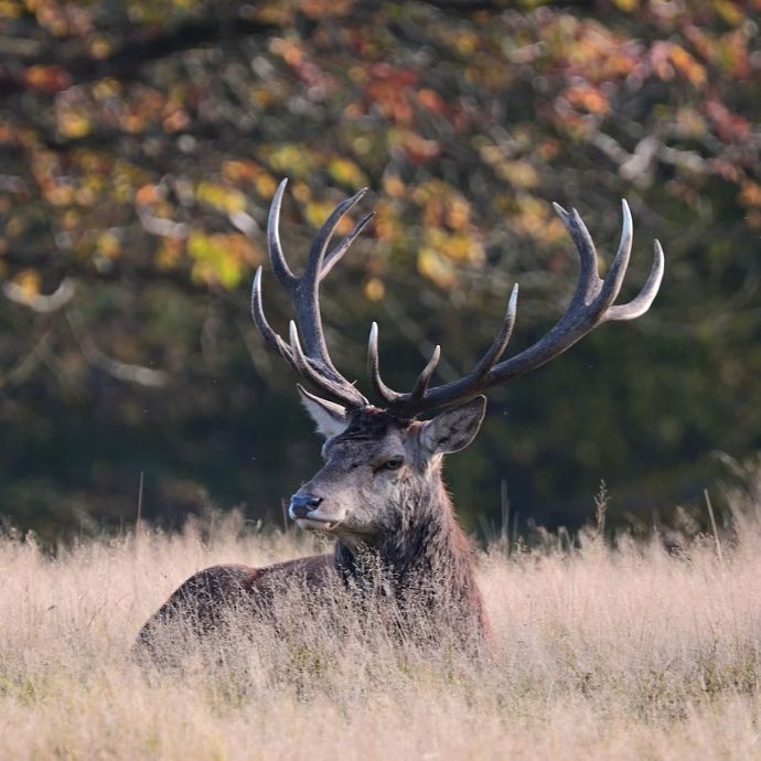 Deer-Resistant Plants