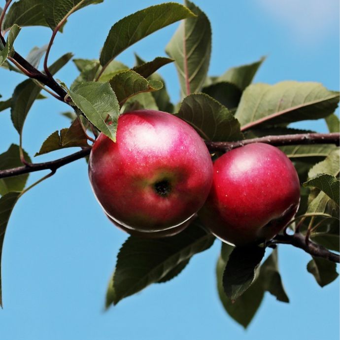 Family Apple Trees: A Grower’s Guide