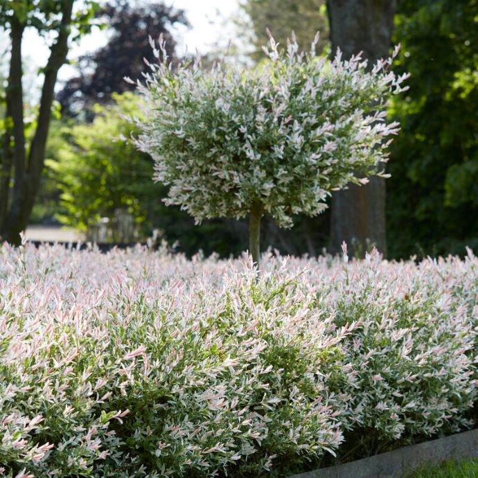 Flamingo Trees: The UK’s New Favourite Willow?