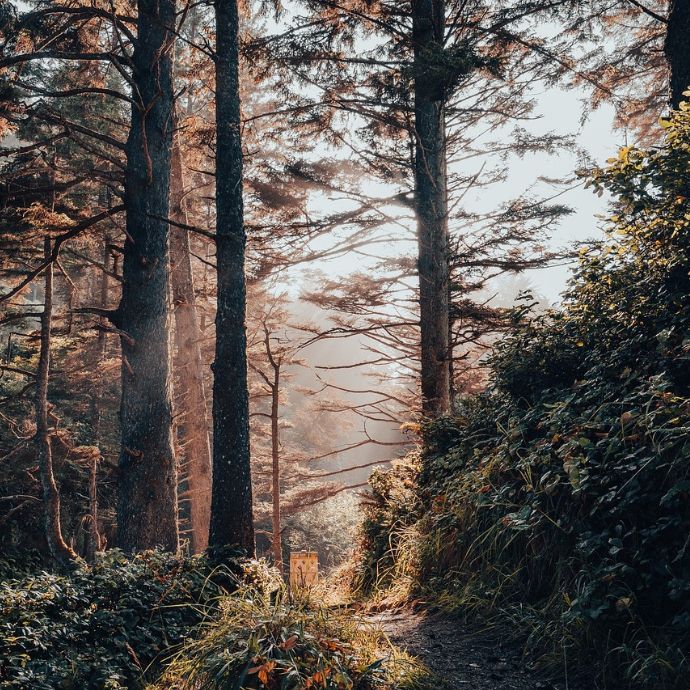 Forest Gardening: A Beginner’s Guide