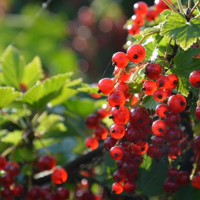 Growing Blackcurrants, Redcurrants and Whitecurrants
