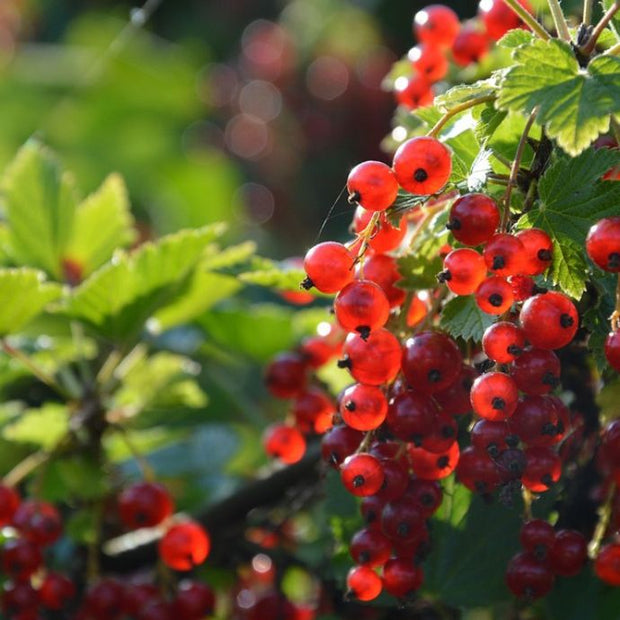 redcurrants growing on a bush