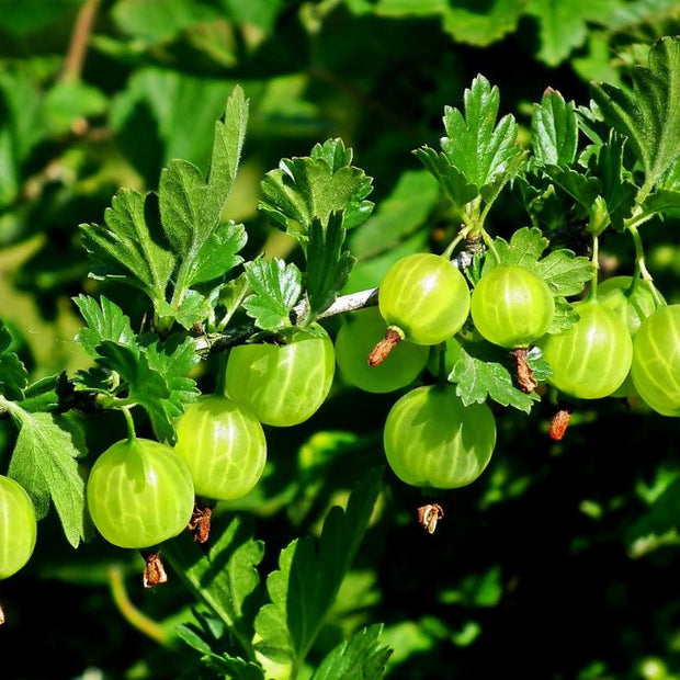 Green gooseberries on a bush