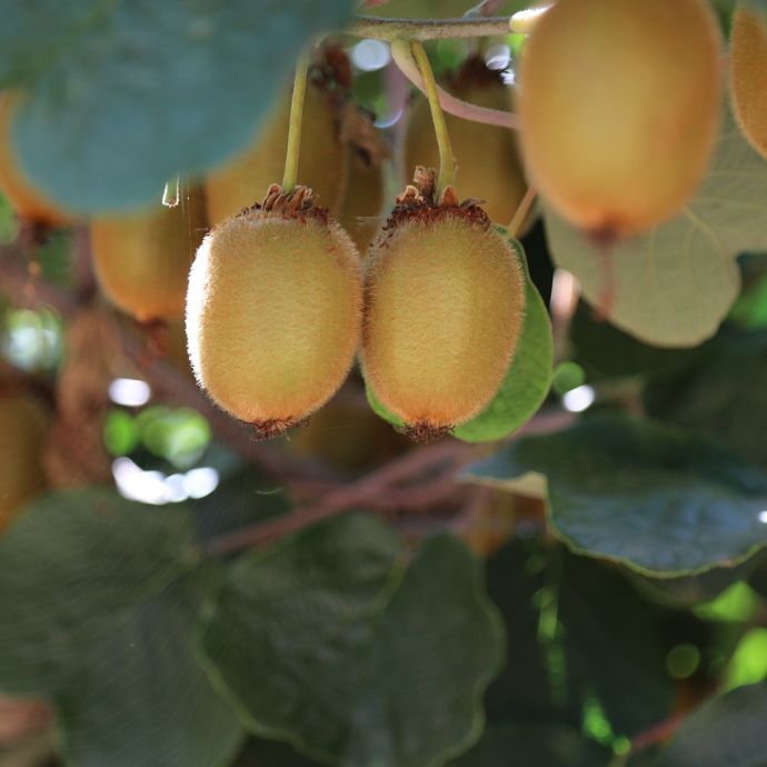 Growing Kiwi Fruits in the UK