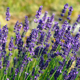 Growing Lavender: Complete UK Guide