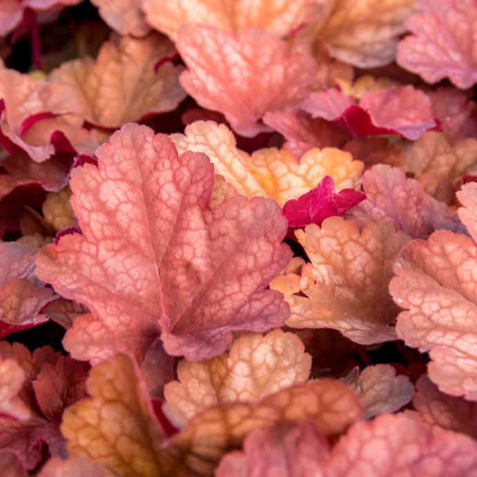 Heuchera Propagation Guide