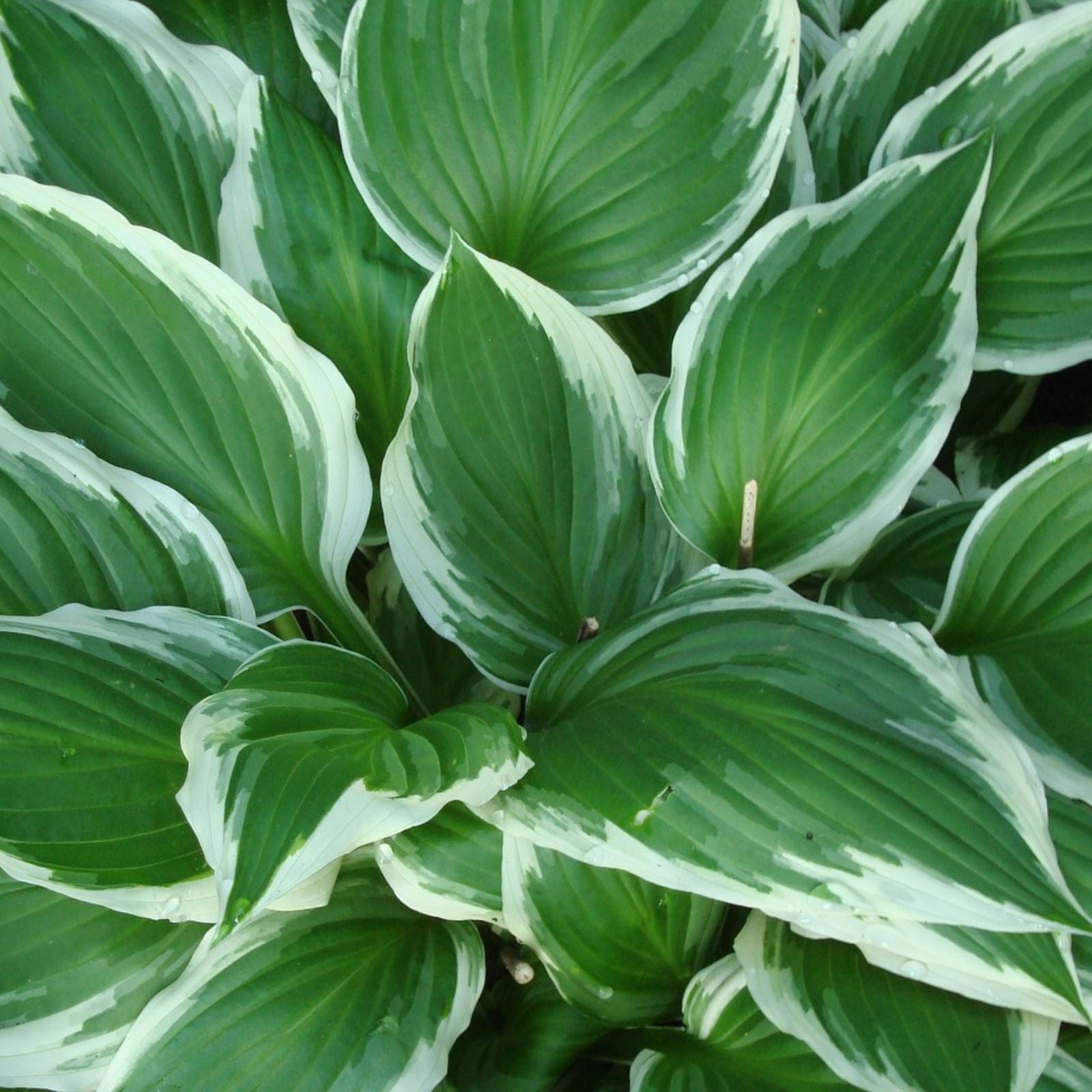 Hosta Plant Care