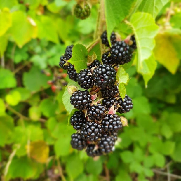 a big bunch of blackberries