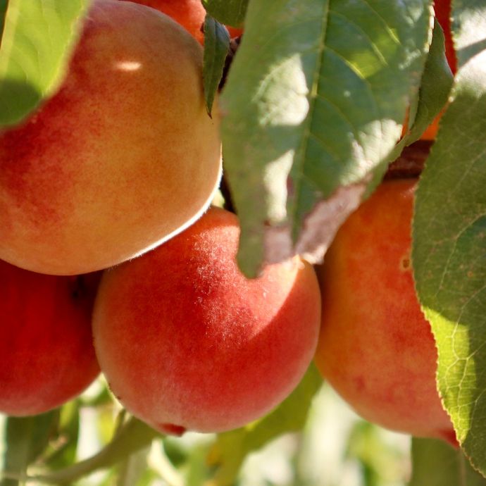 How to Grow Peaches in the UK