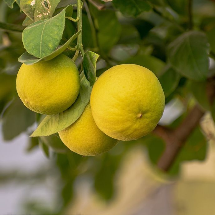 How to Grow a Lemon Tree in the UK
