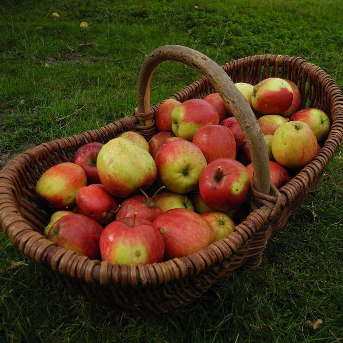 How to Make Apple Juice from Homegrown Apples