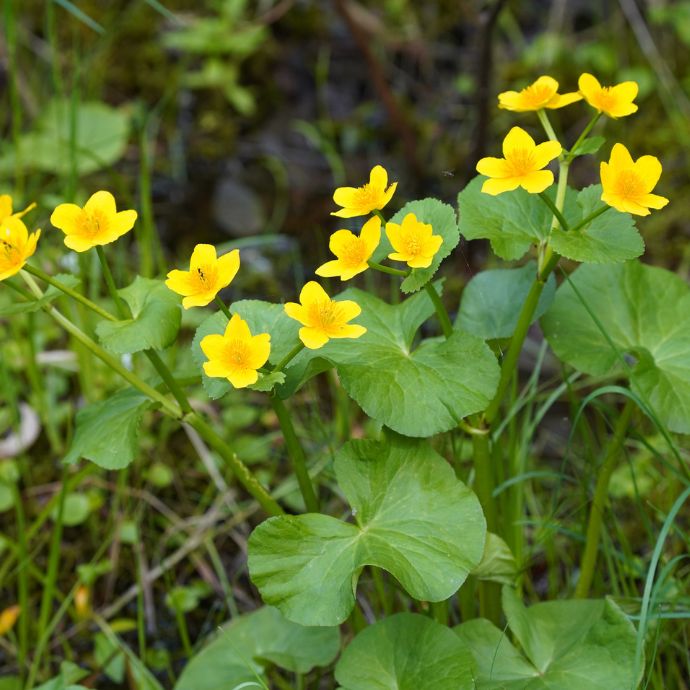 How to Make a Bog Garden