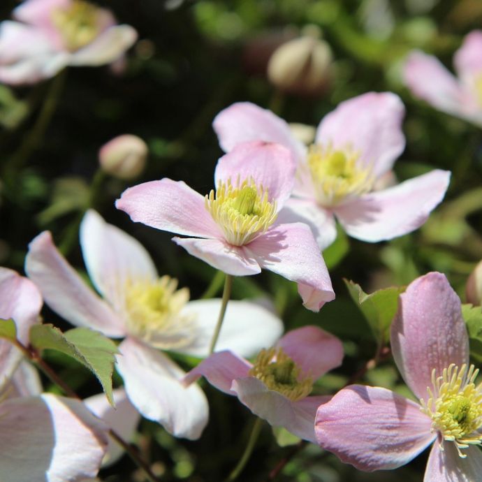 How to Plant Clematis