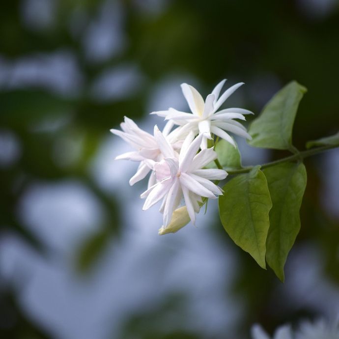 Jasmine Plant Care Guide