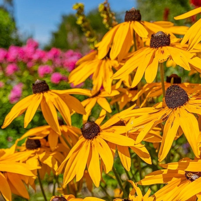 Long Flowering Perennials for UK Gardens