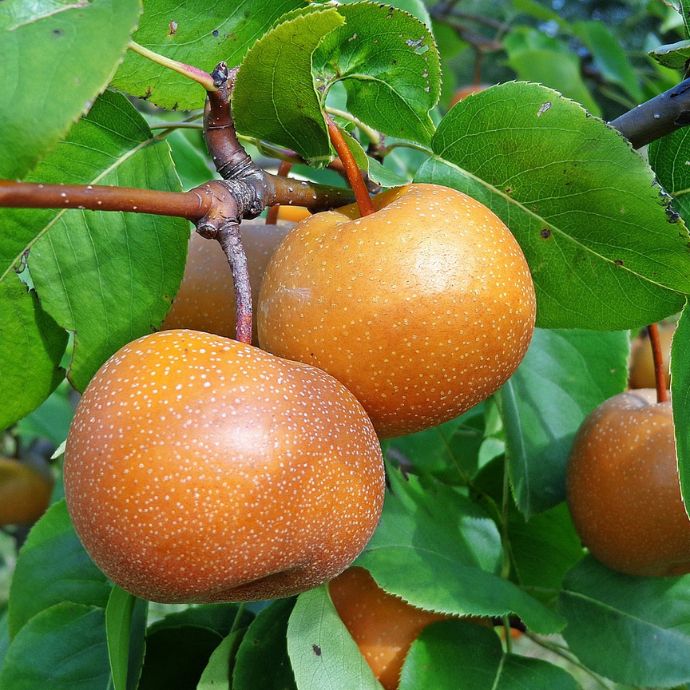 Nashi Pear Trees: Discover Asian Pears