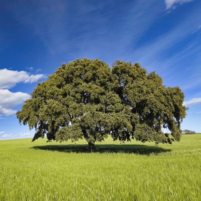 Oak Tree Facts: 7 Surprising Discoveries