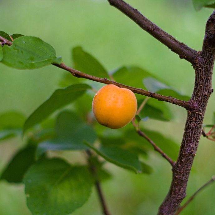 Peach Tree Leaf Curl: Treatments & Prevention