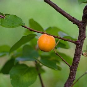 Peach on a branch