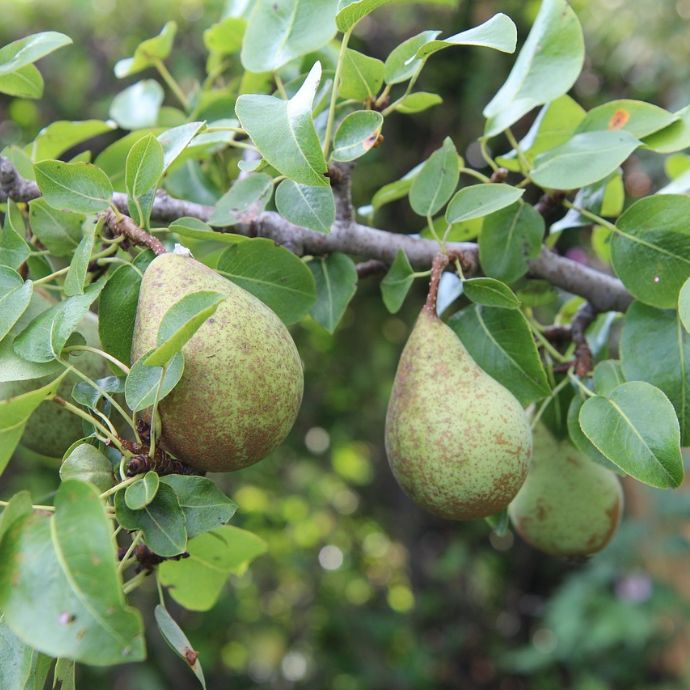 Pear Tree Diseases: Identification & Treatments