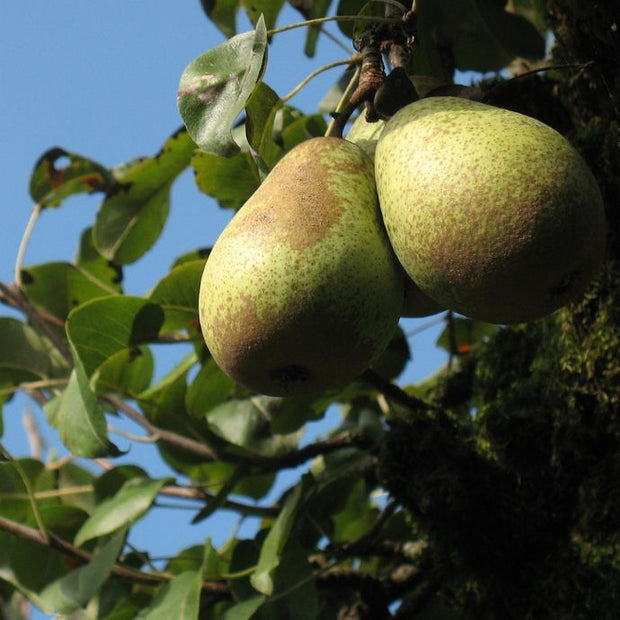 two green pears hanging from a pear tree