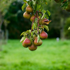 cluster of pears hanging from a branch