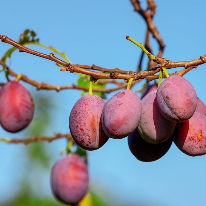 Planting Plum Trees: UK Grower’s Guide