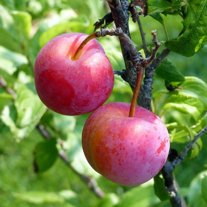 Plum Tree Diseases: Signs and Solutions