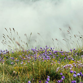 prairie garden meadow