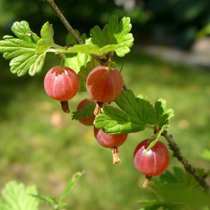 Pruning Gooseberries & Other Care Tips