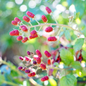 Raspberries on a bush