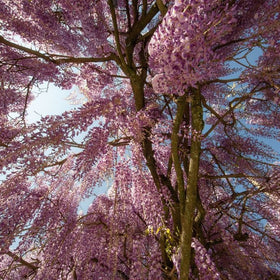 pink wisteria flower sprays from beneath