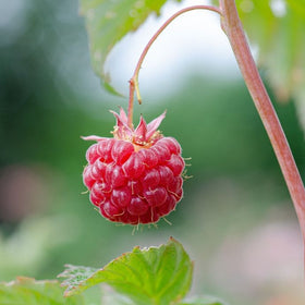 a lone raspberry hanging off a bush