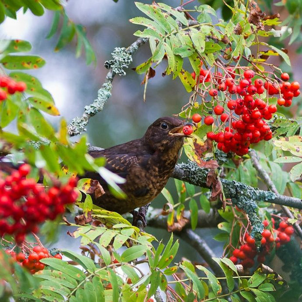 bird in rowan tree eating the berries